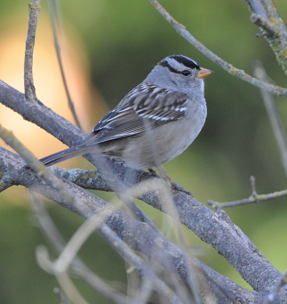 White-crowned Sparrow - ML609343694