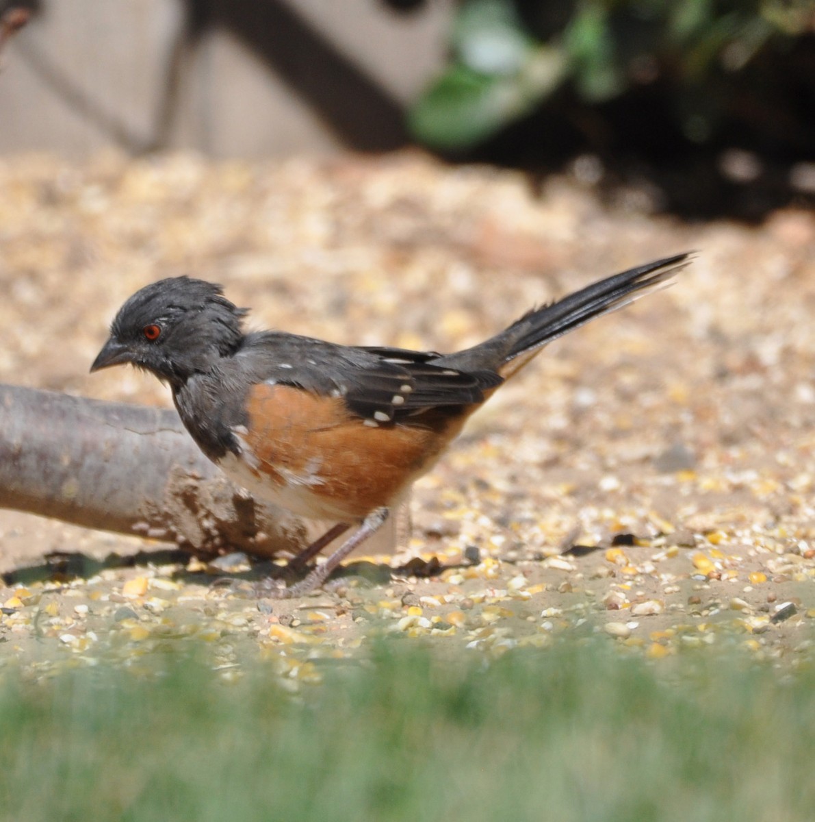 Spotted Towhee - ML609343700