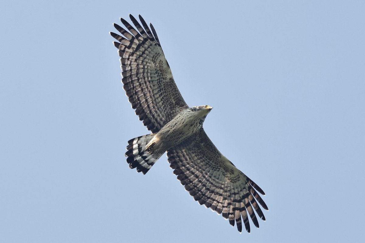 Crested Serpent-Eagle (Crested) - HsuehHung Chang