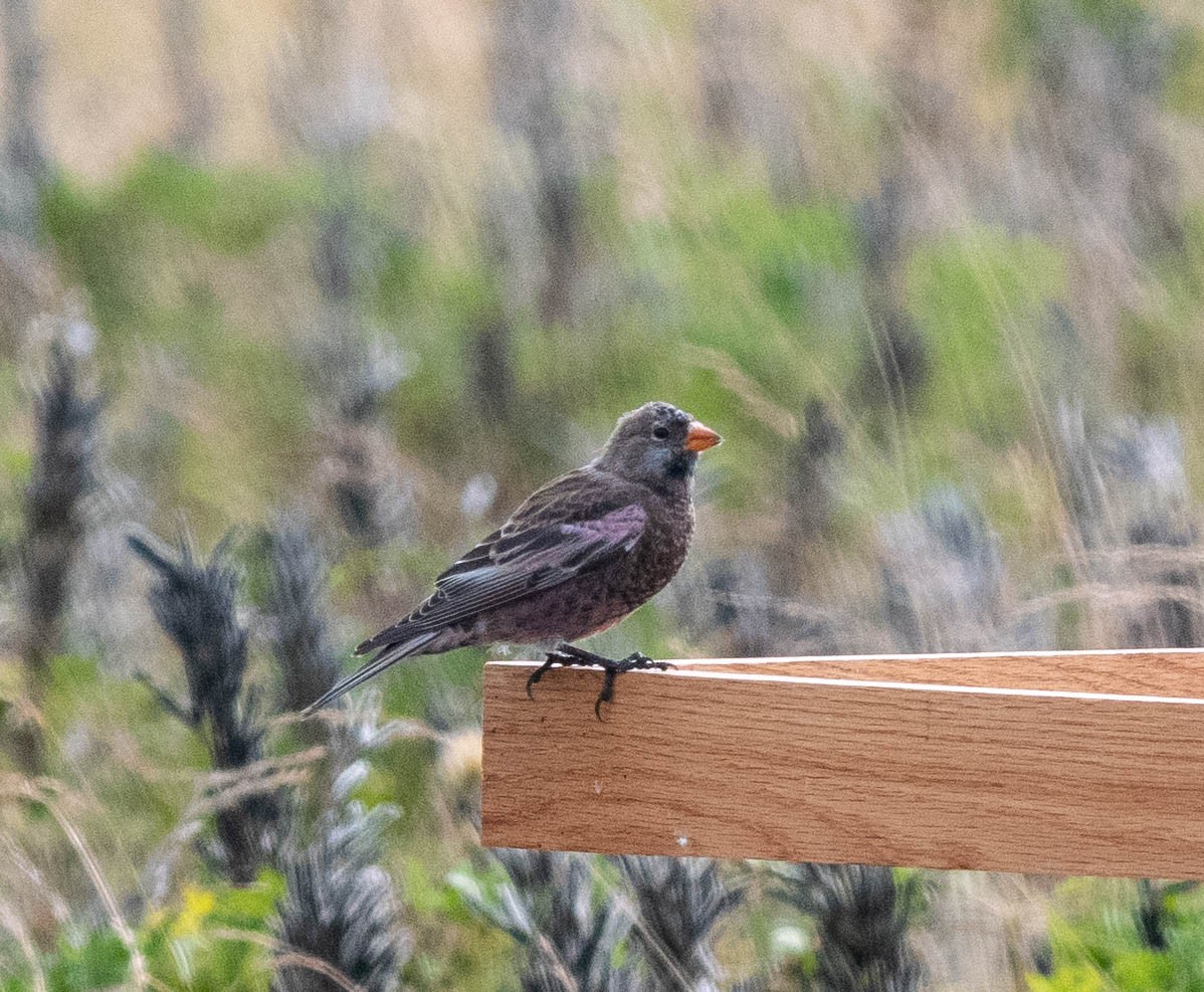 Gray-crowned Rosy-Finch (Aleutian and Kodiak Is.) - ML609343970