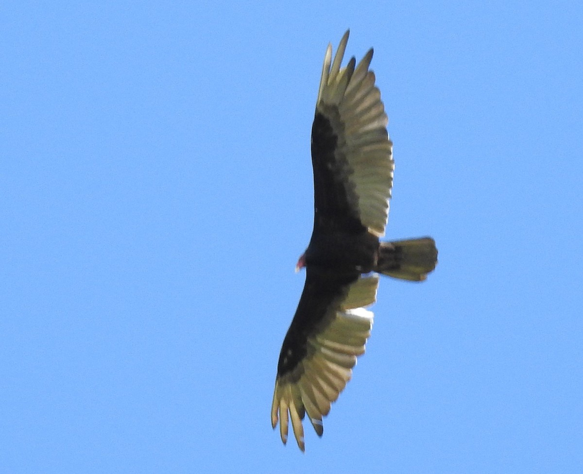 Turkey Vulture - ML60934461