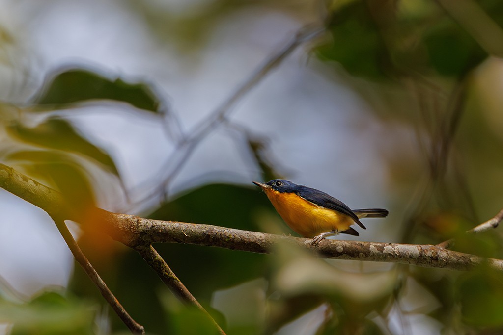 Pygmy Flycatcher - liewwk birdtourmalaysia