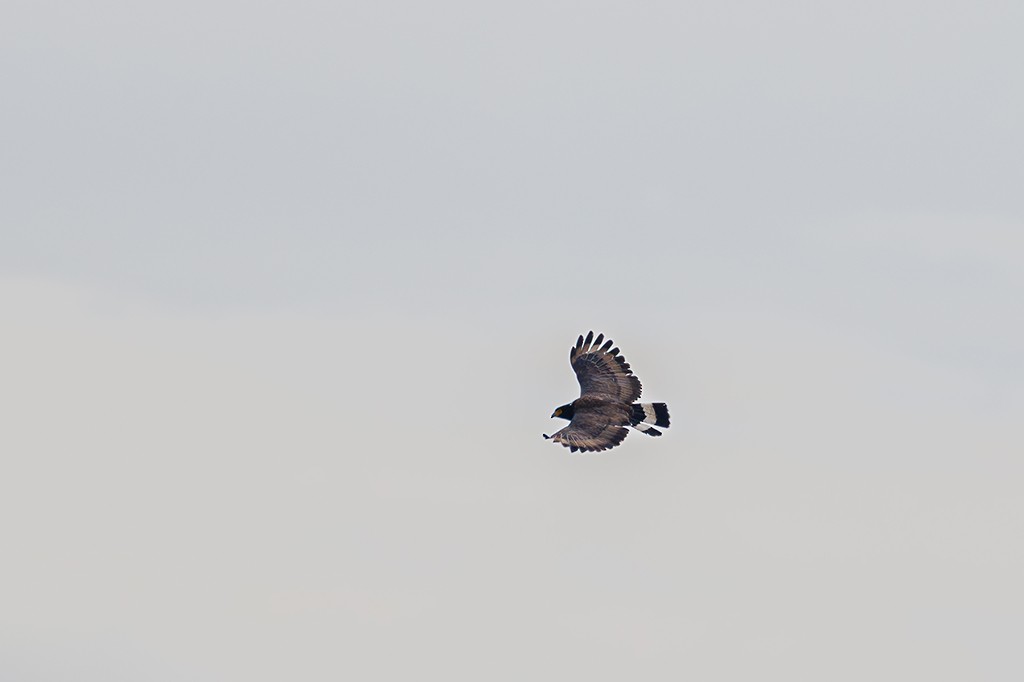 Mountain Serpent-Eagle - liewwk birdtourmalaysia