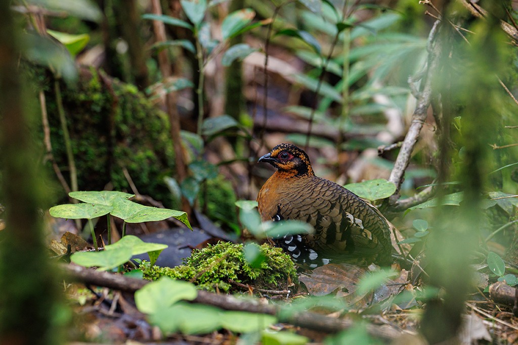 Red-breasted Partridge - liewwk birdtourmalaysia