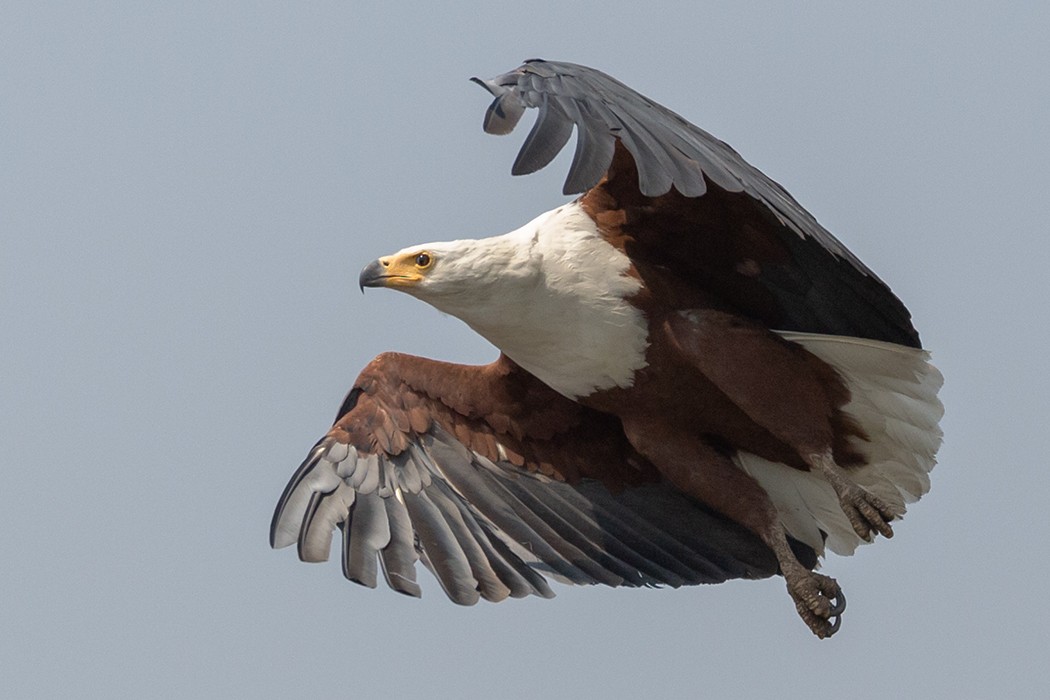 African Fish-Eagle - ML609344680