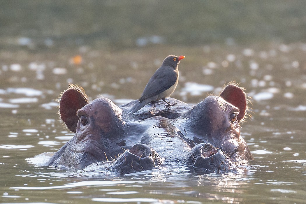 Red-billed Oxpecker - ML609344687