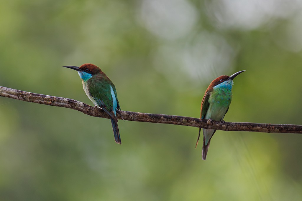 Blue-throated Bee-eater - ML609344767