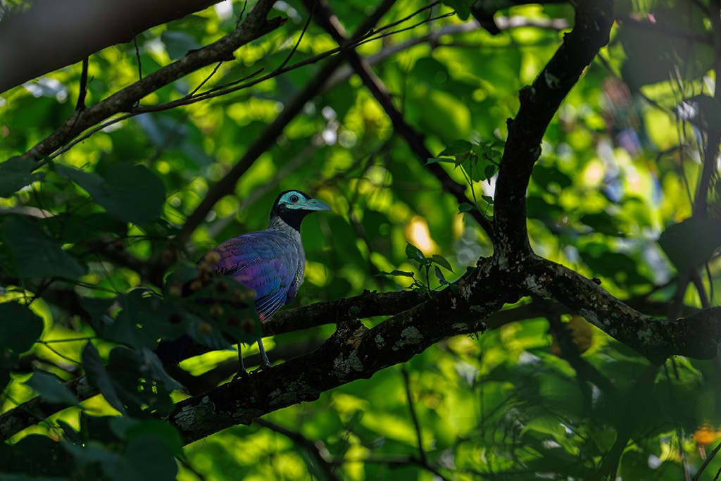 Bornean Ground-Cuckoo - liewwk birdtourmalaysia