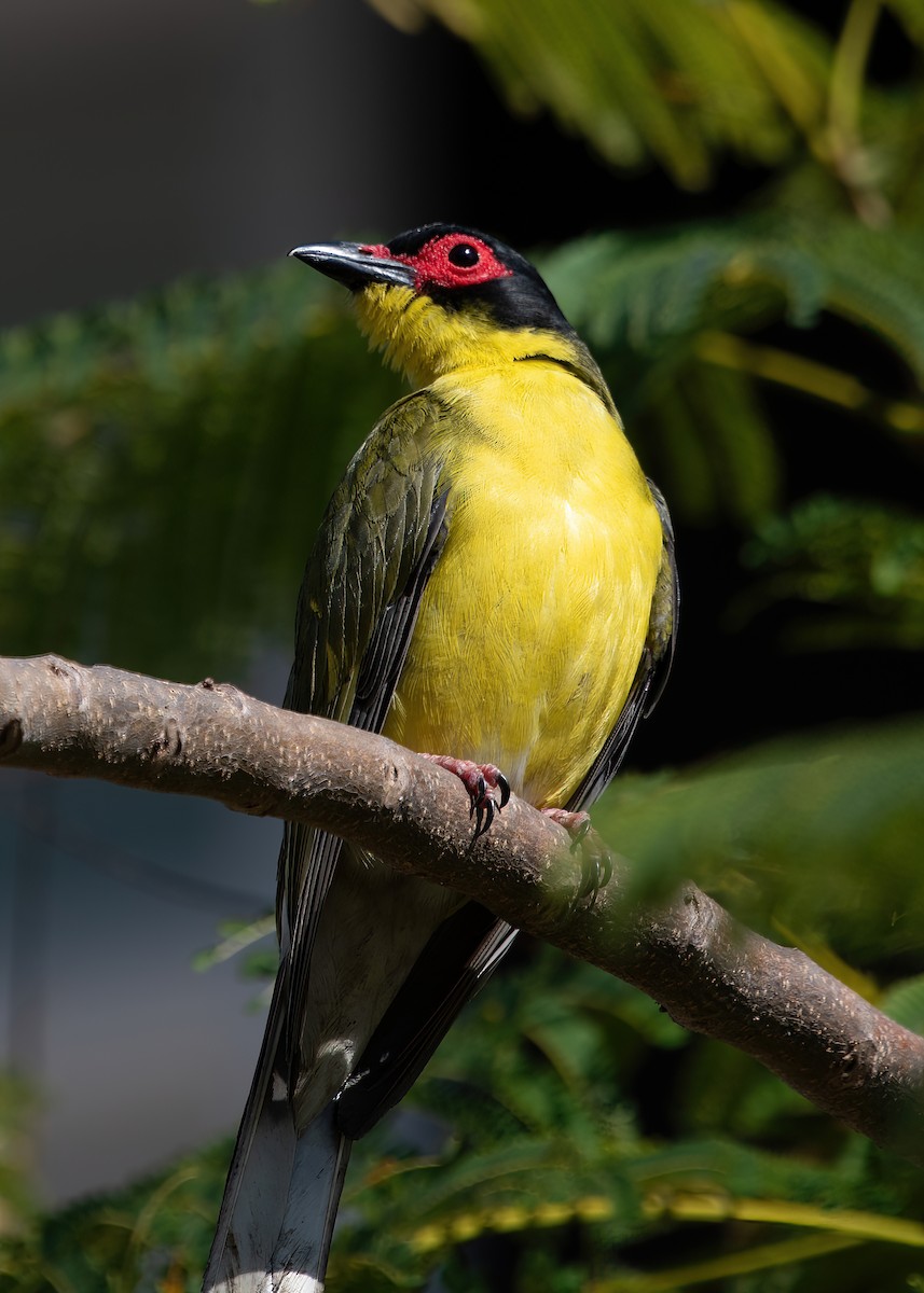 Australasian Figbird - Jonathan Tickner
