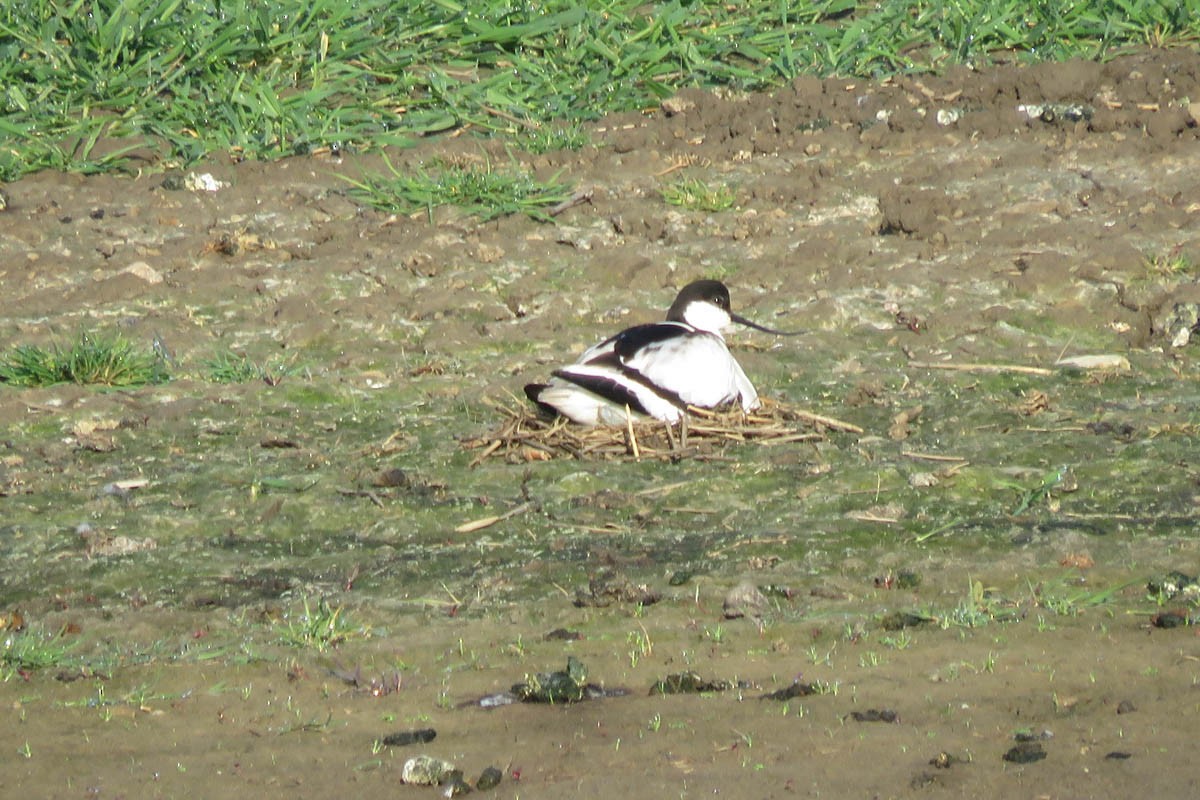 Pied Avocet - Keith Robson