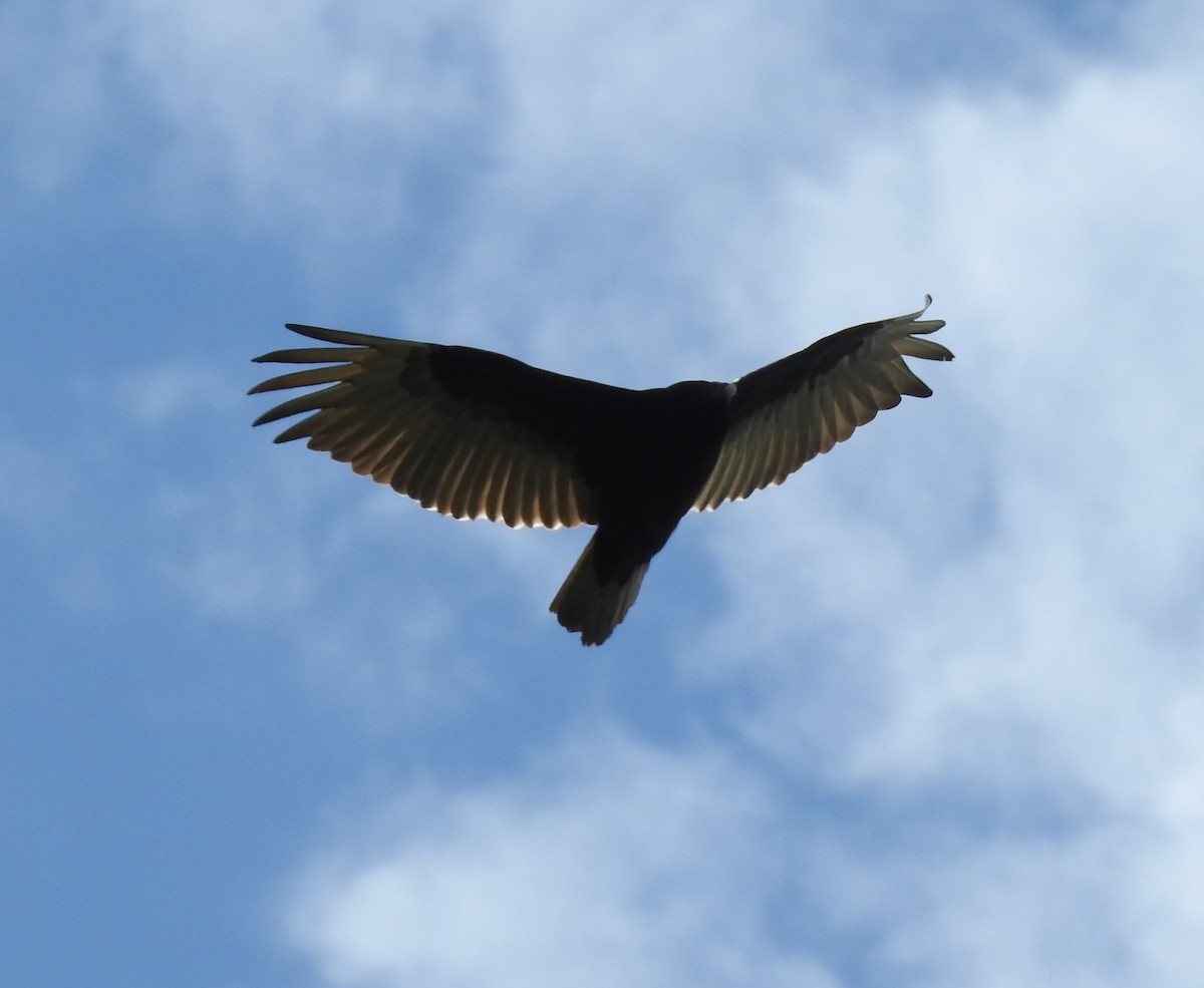 Turkey Vulture - ML60934591