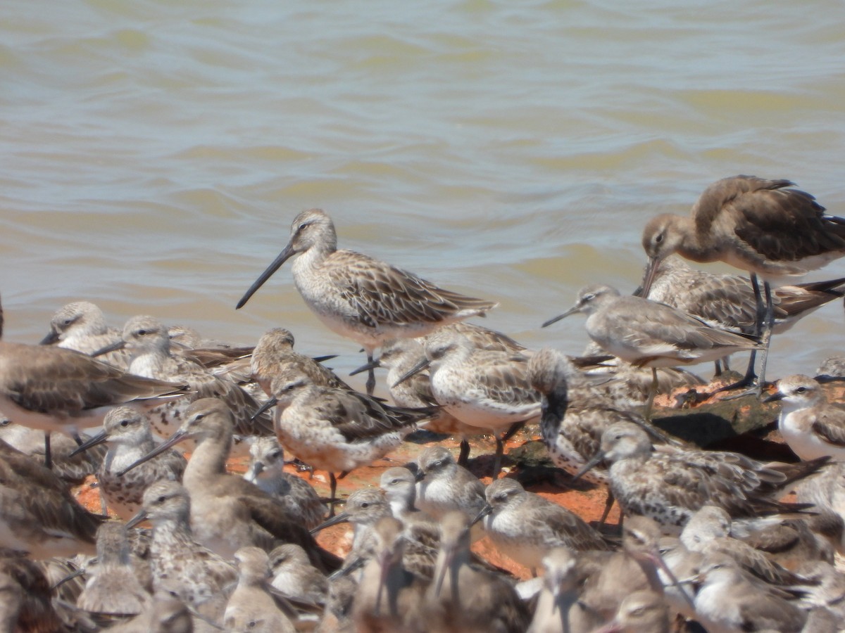 Asian Dowitcher - ML609345919