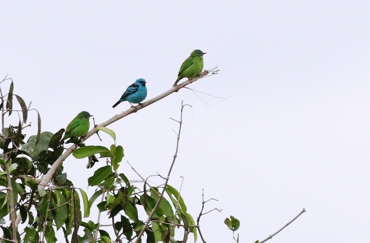 Blue Dacnis - ML609346023