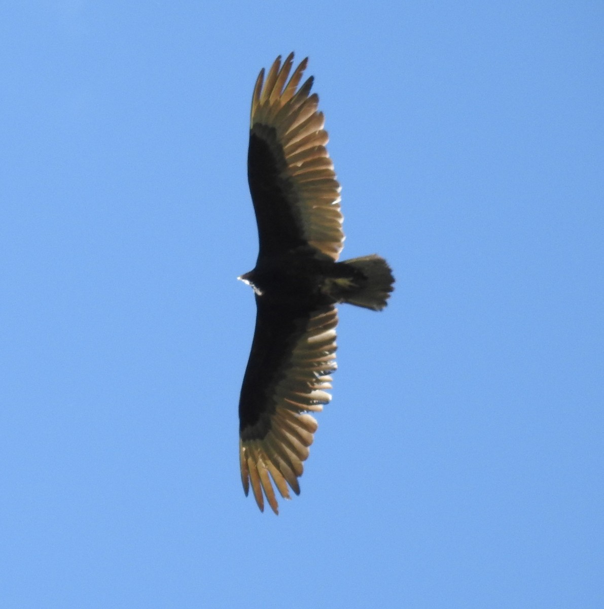 Turkey Vulture - ML60934621