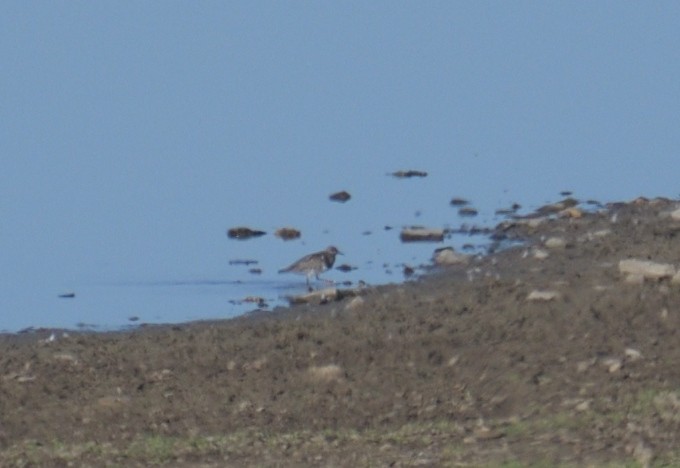 Ruddy Turnstone - ML609346272