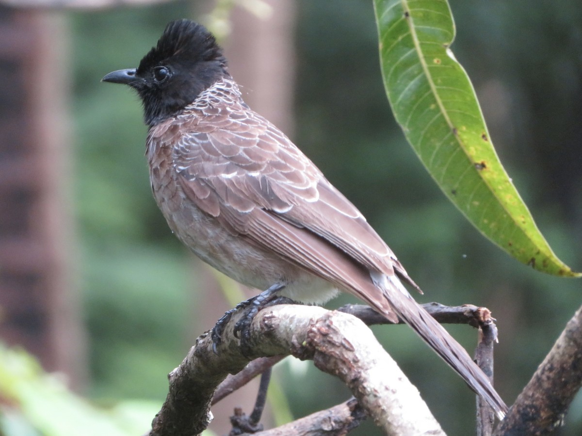 Red-vented Bulbul - ML609346429