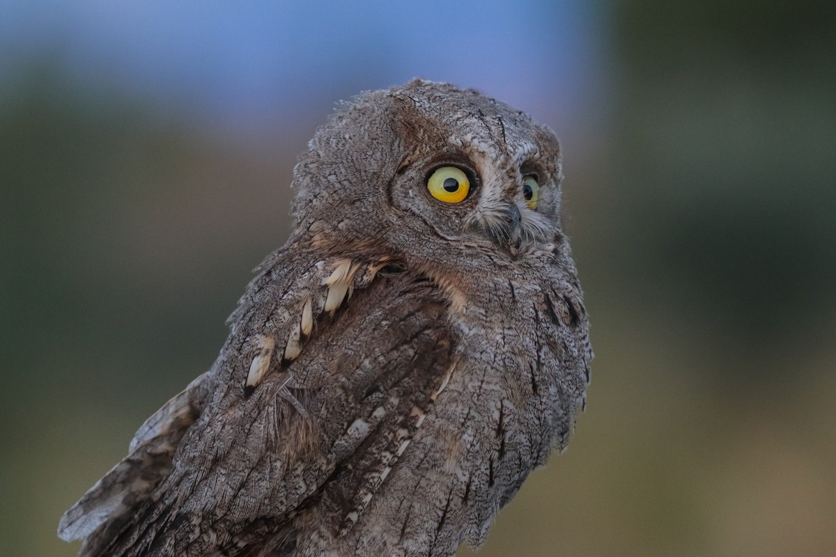Eurasian Scops-Owl - Ömer Şahin