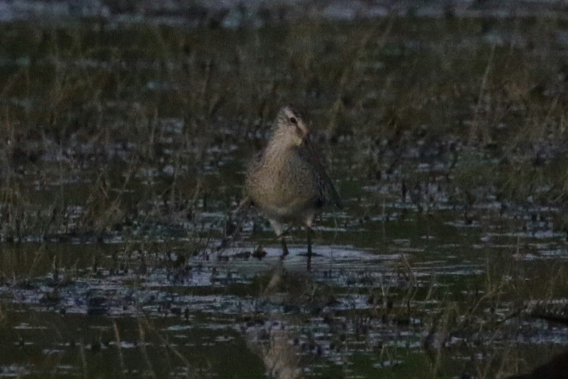 Asian Dowitcher - ML609346794