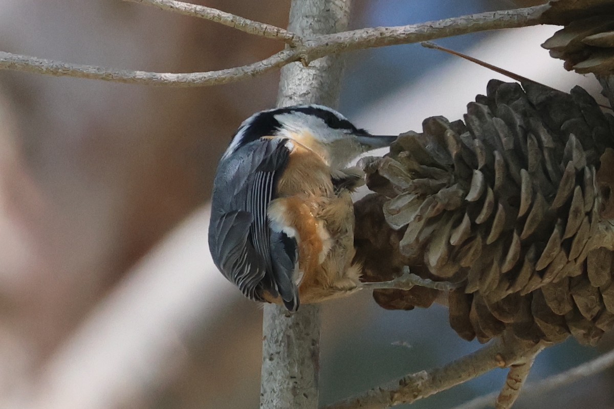 Red-breasted Nuthatch - ML609346928