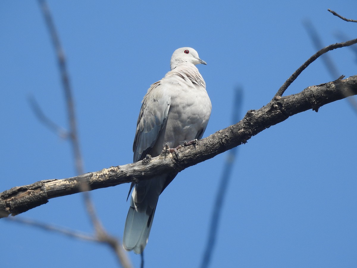Eurasian Collared-Dove - ML609347116