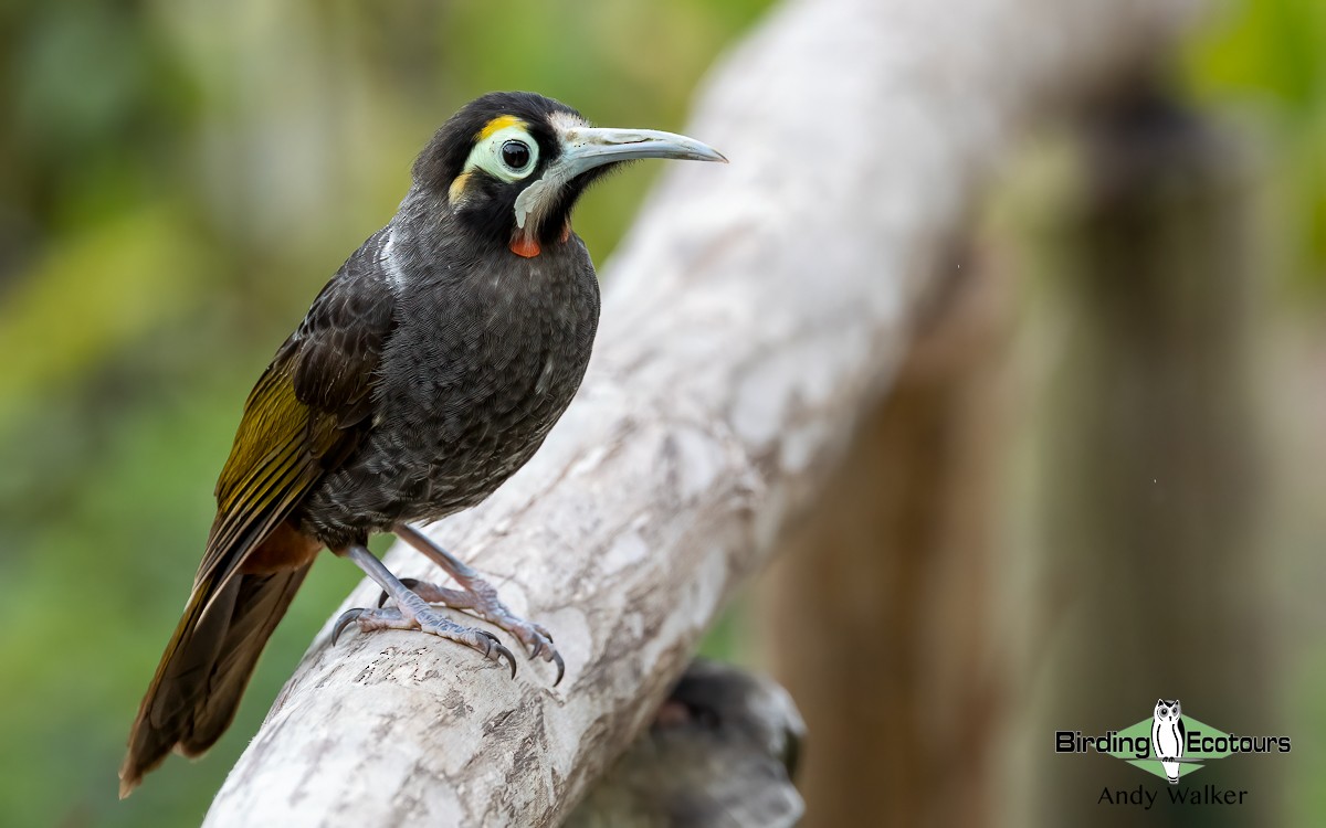 Yellow-browed Melidectes - Andy Walker - Birding Ecotours