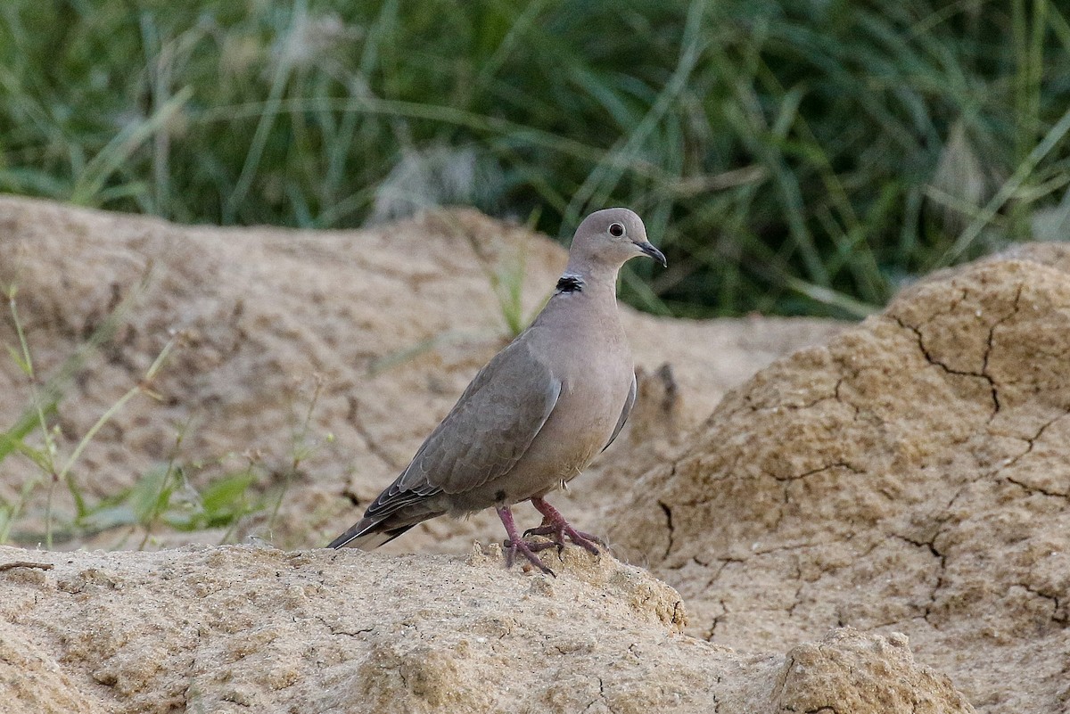 Eurasian Collared-Dove - ML609347449