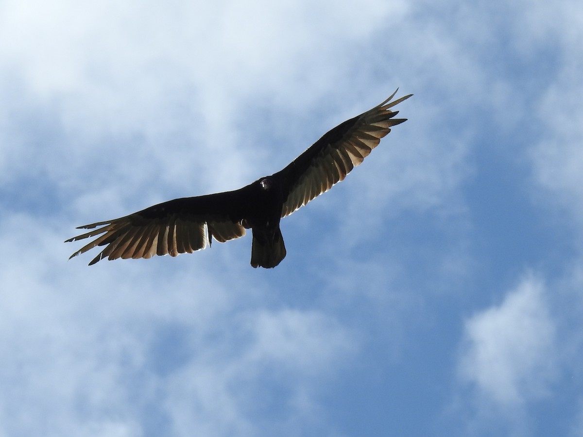Turkey Vulture - ML60934771