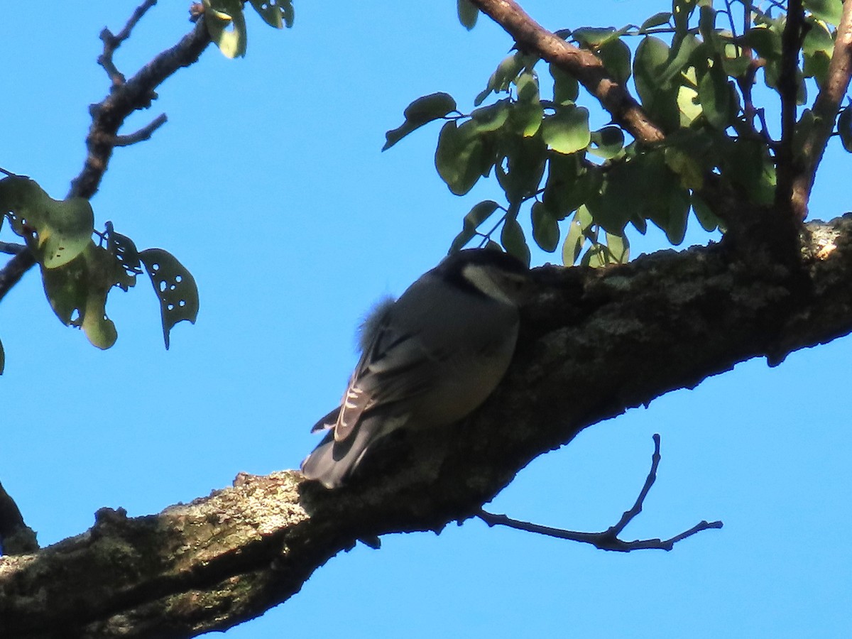 White-breasted Nuthatch - ML609347819
