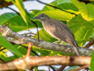  - Meyer's Friarbird