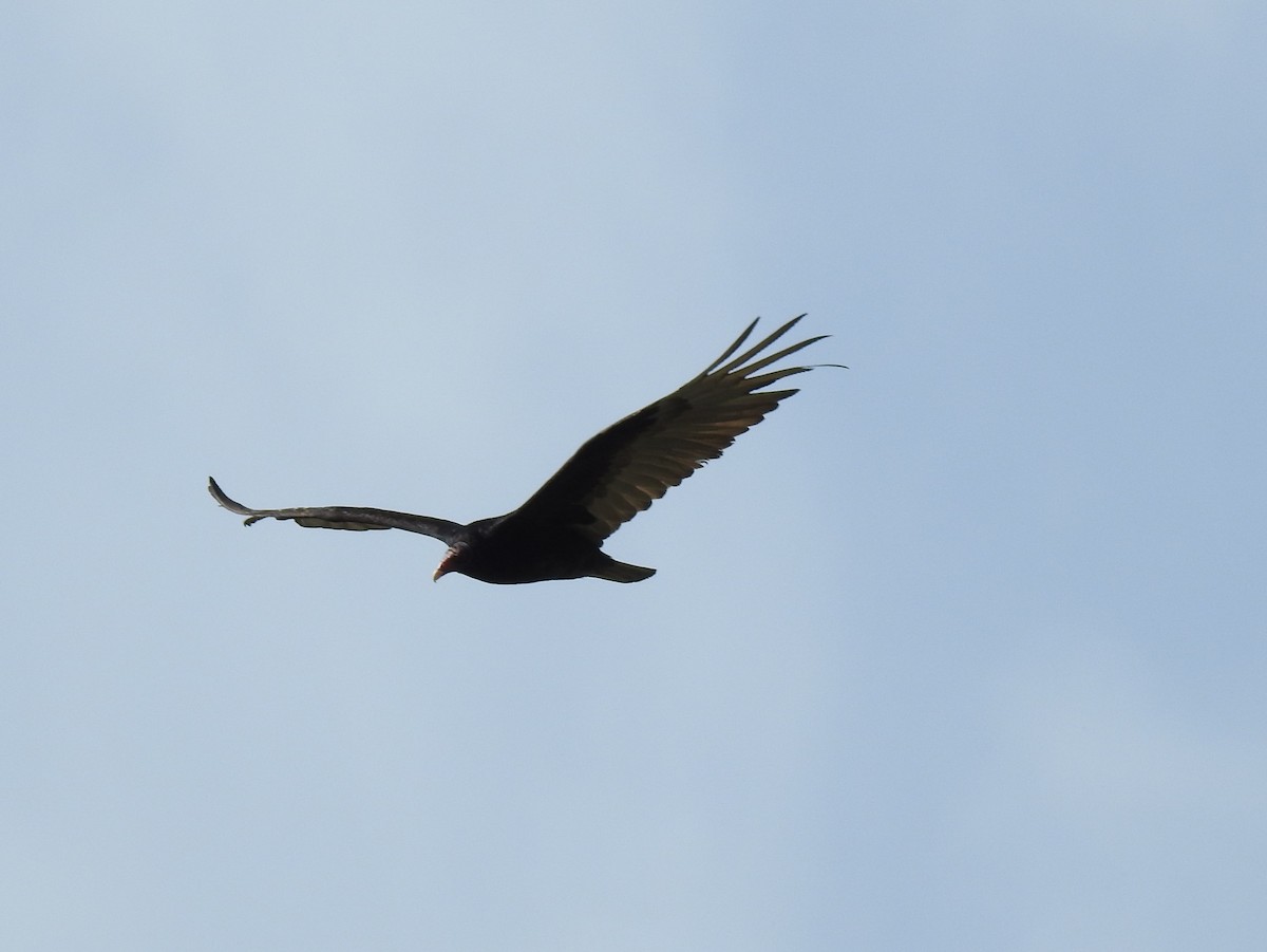 Turkey Vulture - ML60934811