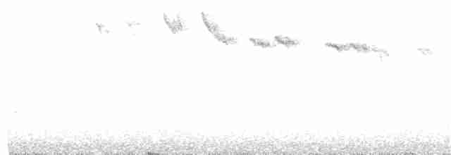Black-throated Gray Warbler - ML60934841