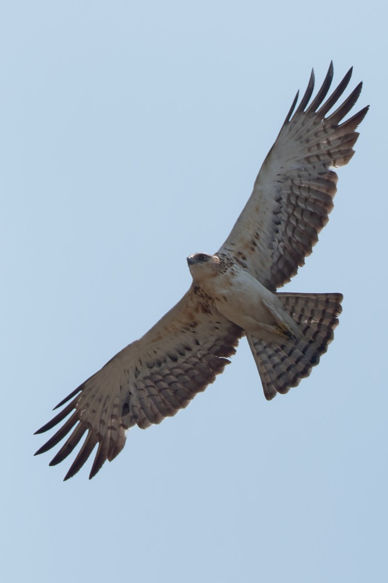 Ayres's Hawk-Eagle - ML609348504