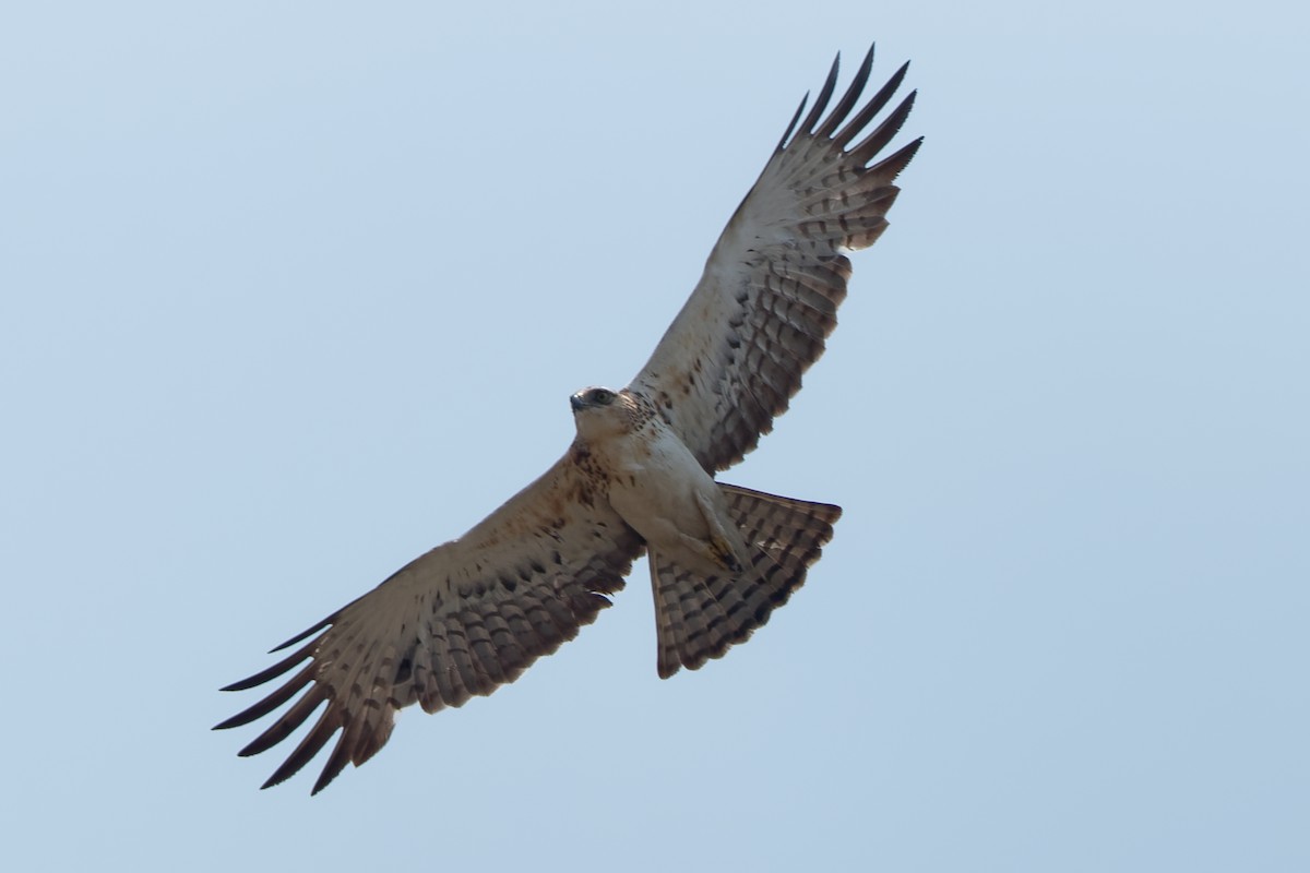 Ayres's Hawk-Eagle - ML609348505