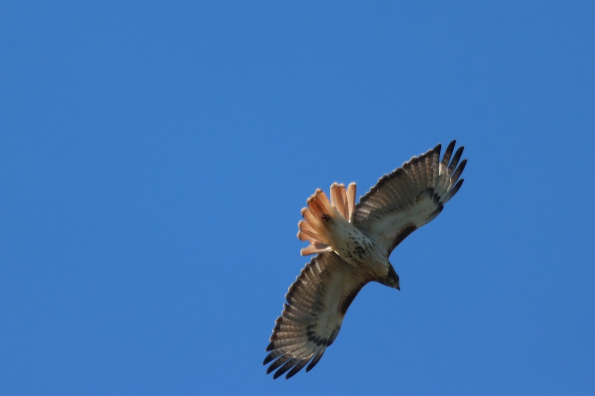 Red-tailed Hawk - ML609348873