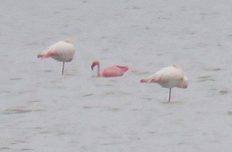 Lesser Flamingo - ML609348967