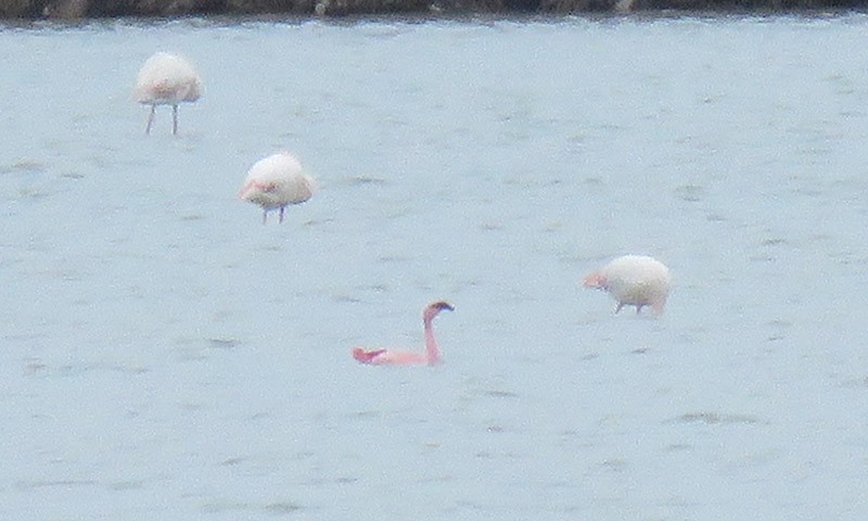 Lesser Flamingo - ML609348968