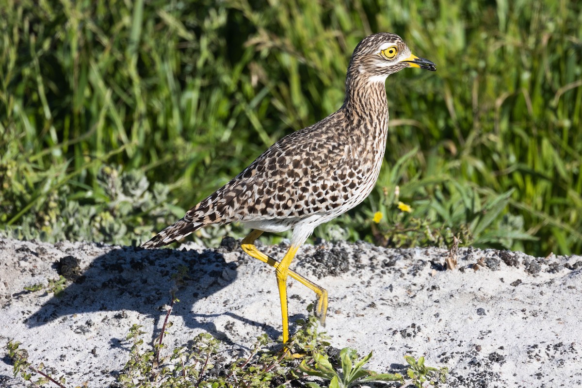 Spotted Thick-knee - ML609349052