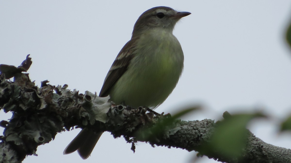 Southern Mouse-colored Tyrannulet - ML609349192