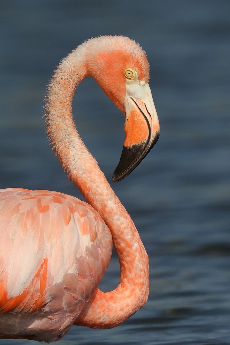 American Flamingo - ML609349579
