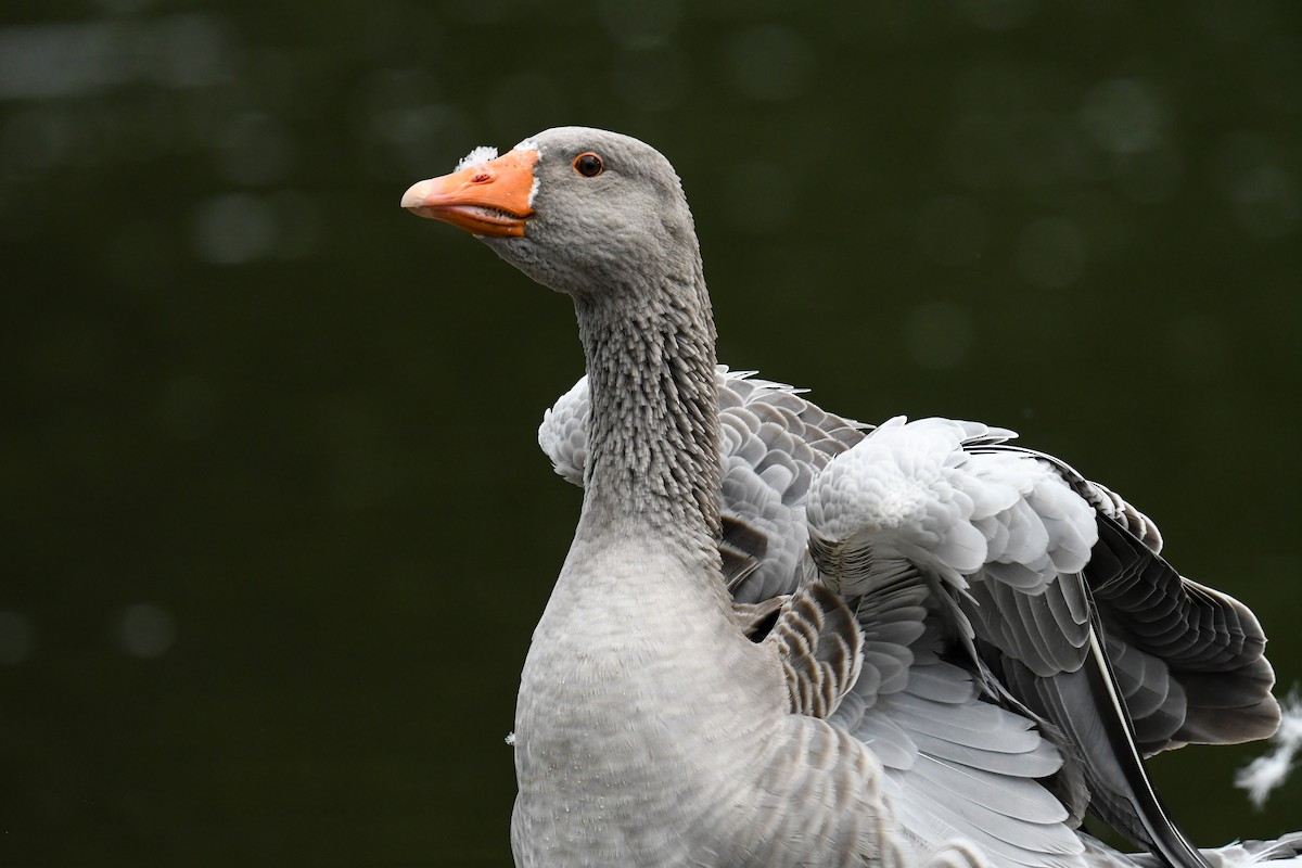 Graylag Goose (Domestic type) - ML609349688