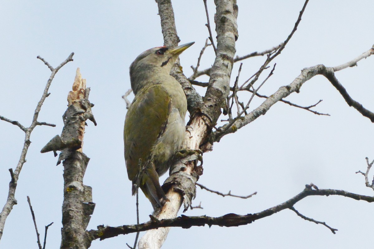 Gray-headed Woodpecker - ML609350050