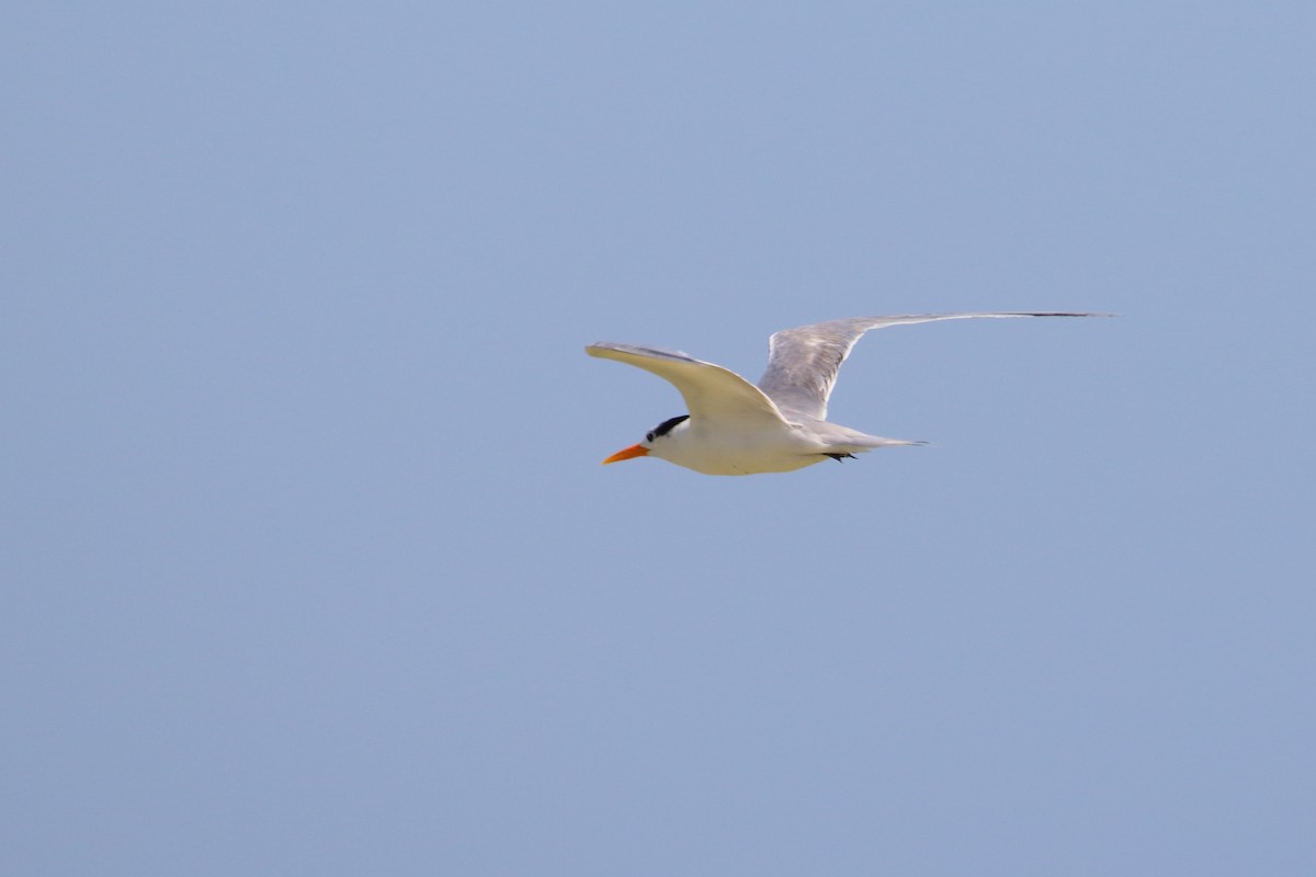 Lesser Crested Tern - Mark Baker