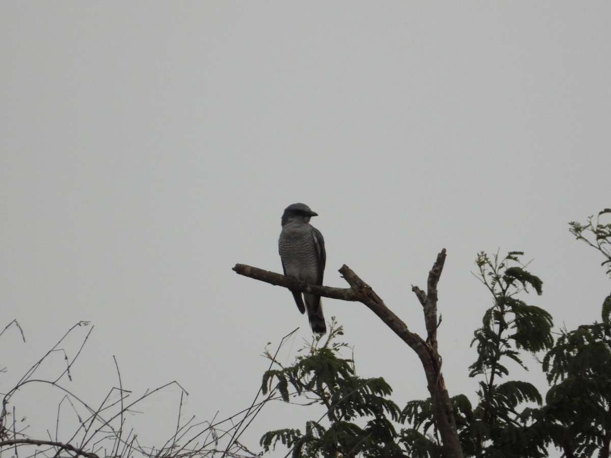 Large Cuckooshrike (Indian) - ML609350311