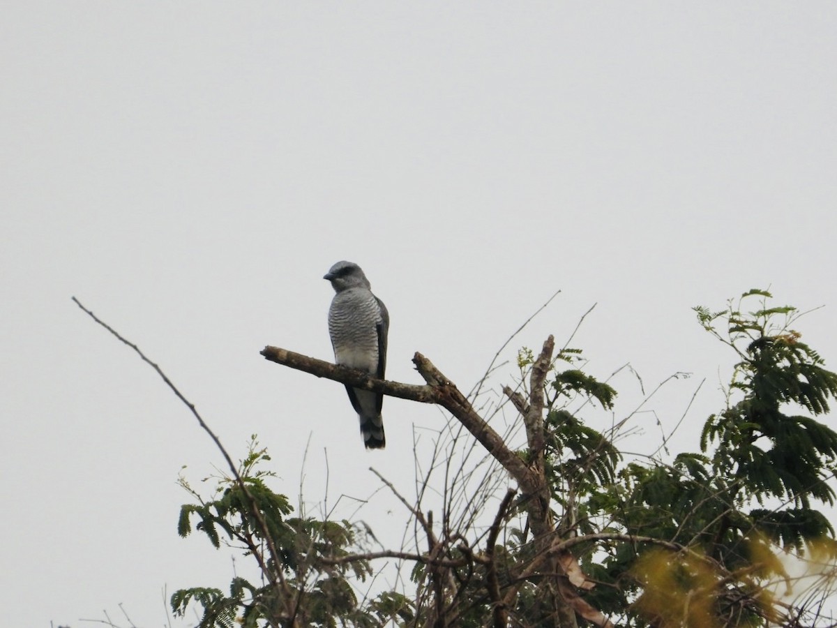 Large Cuckooshrike (Indian) - ML609350312