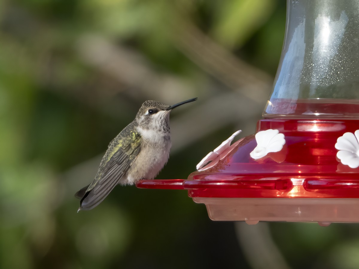 Black-chinned Hummingbird - Glenn Kincaid