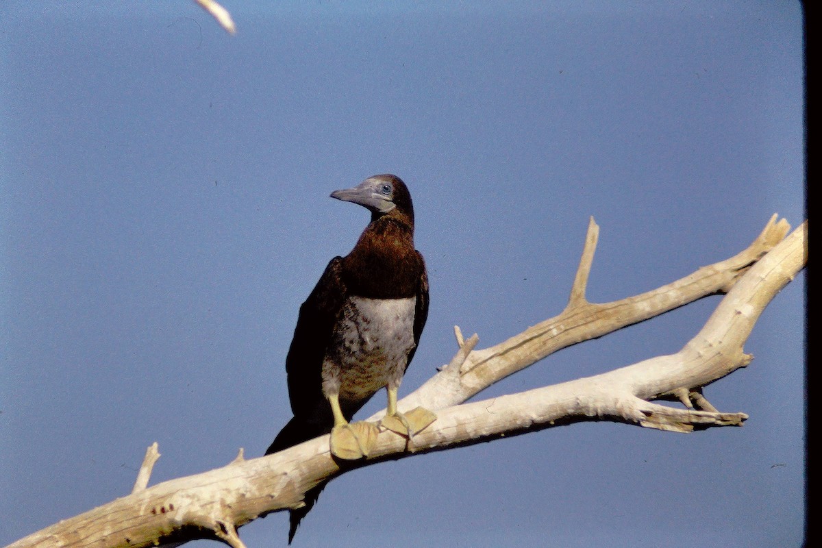 Brown Booby - ML609350837