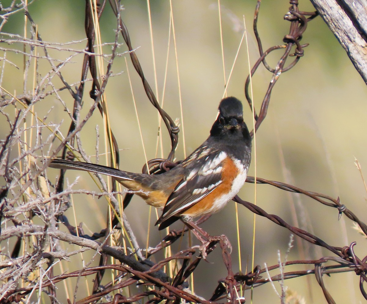 Spotted Towhee - ML609351105