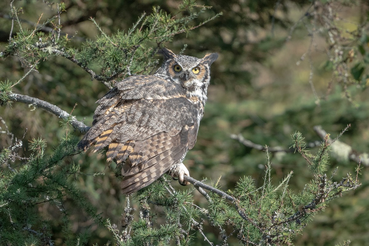Great Horned Owl - David Turgeon