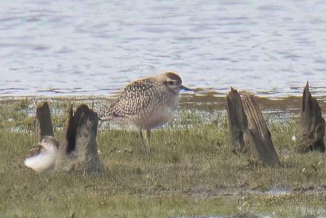 American Golden-Plover - ML609351291