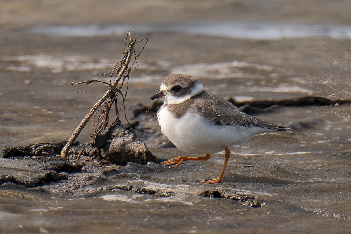Semipalmated Plover - ML609351309